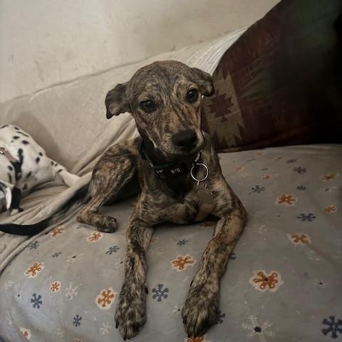 Enlarge Ember, a Adopted mixed breed in Turlock, CA image 2/4