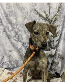 Ember, Adopted, Young Female Italian Greyhound.