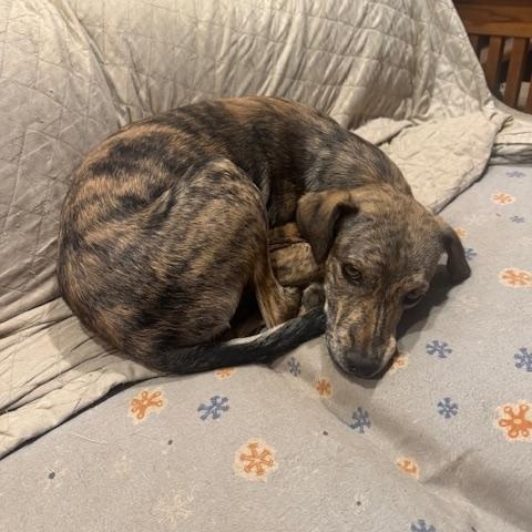 Enlarge Ember, a Adopted mixed breed in Turlock, CA image 3/4