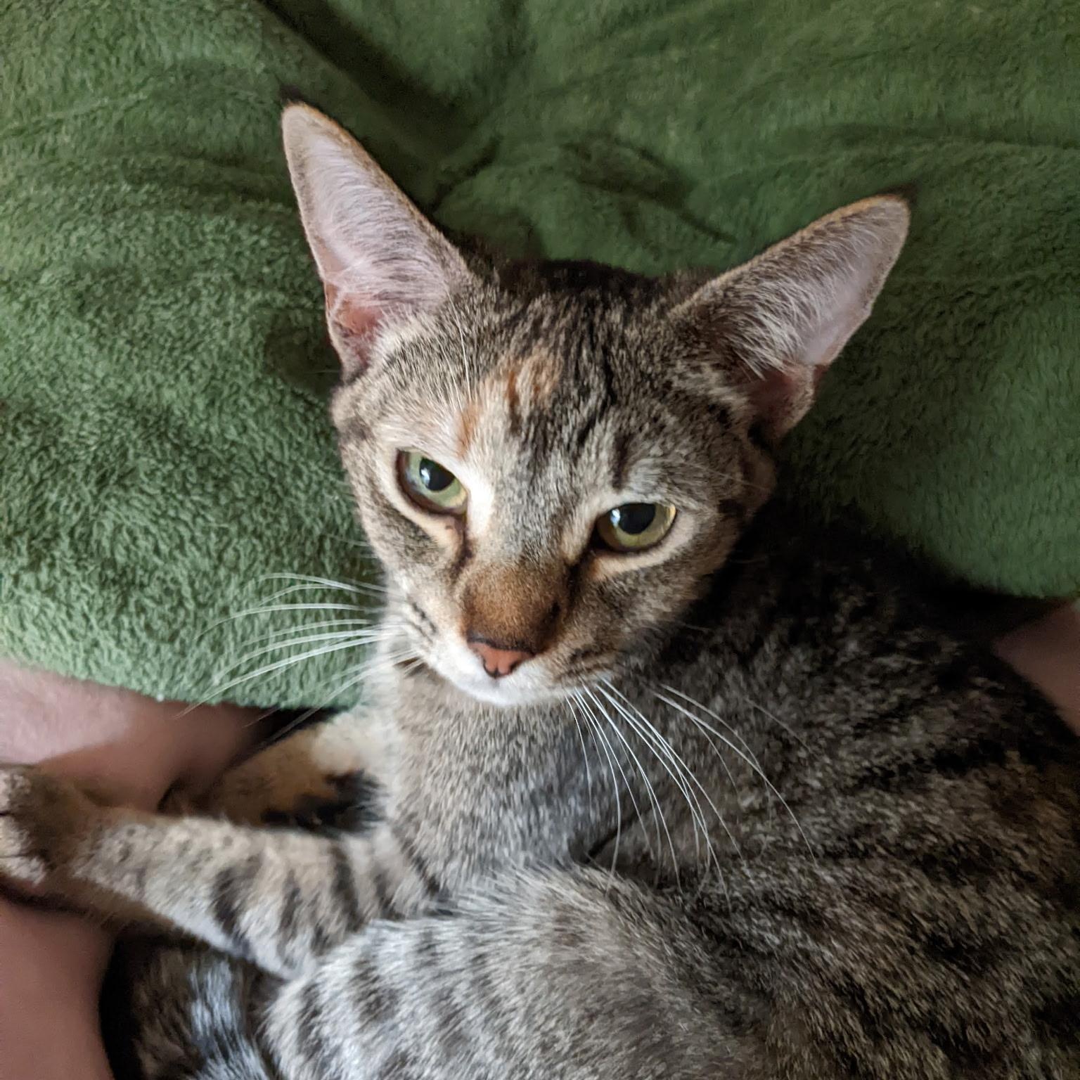 Bunnie, a ADOPTABLE Domestic Short Hair in Lewis Center, OH image 3/4