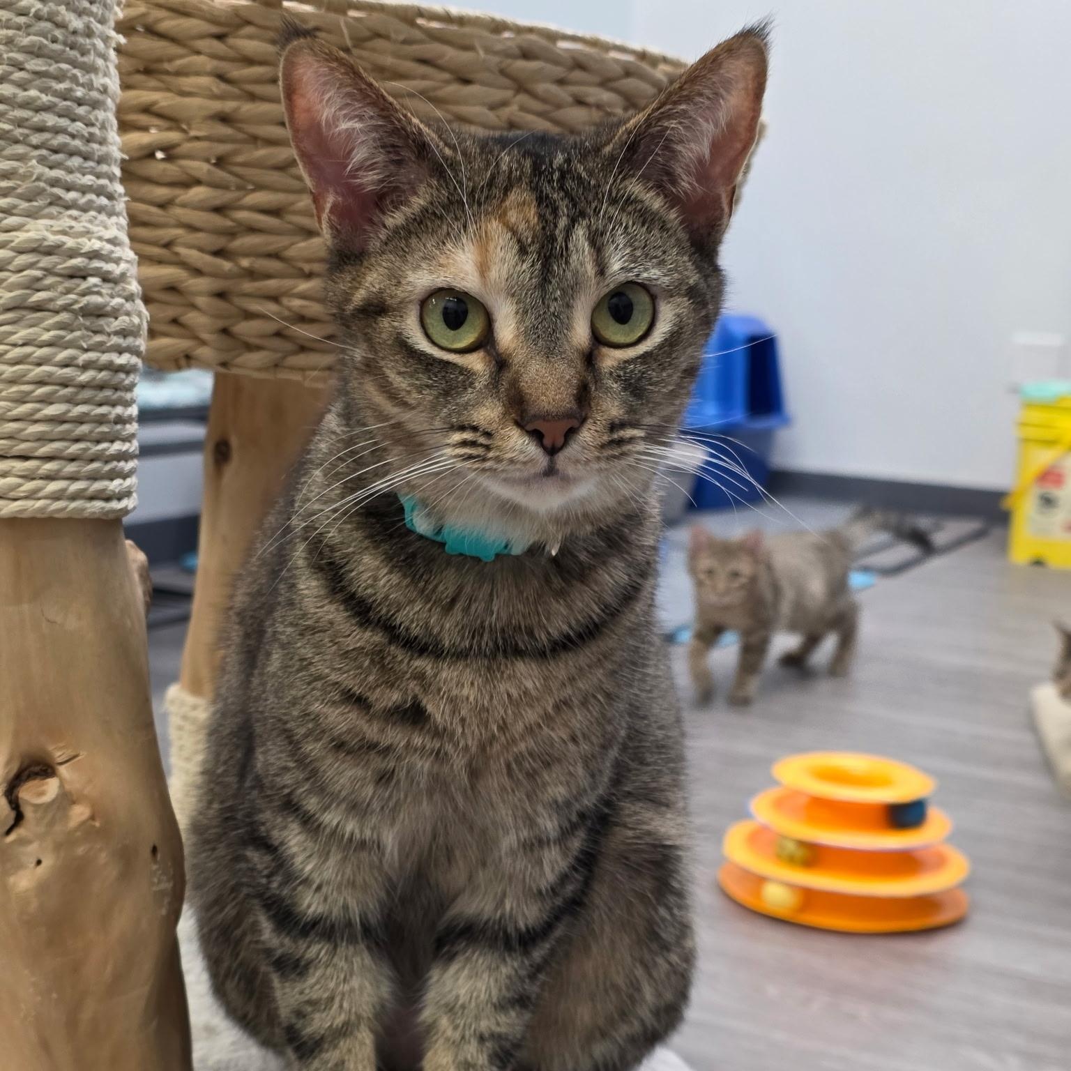 Bunnie, a ADOPTABLE Domestic Short Hair in Lewis Center, OH image 1/4