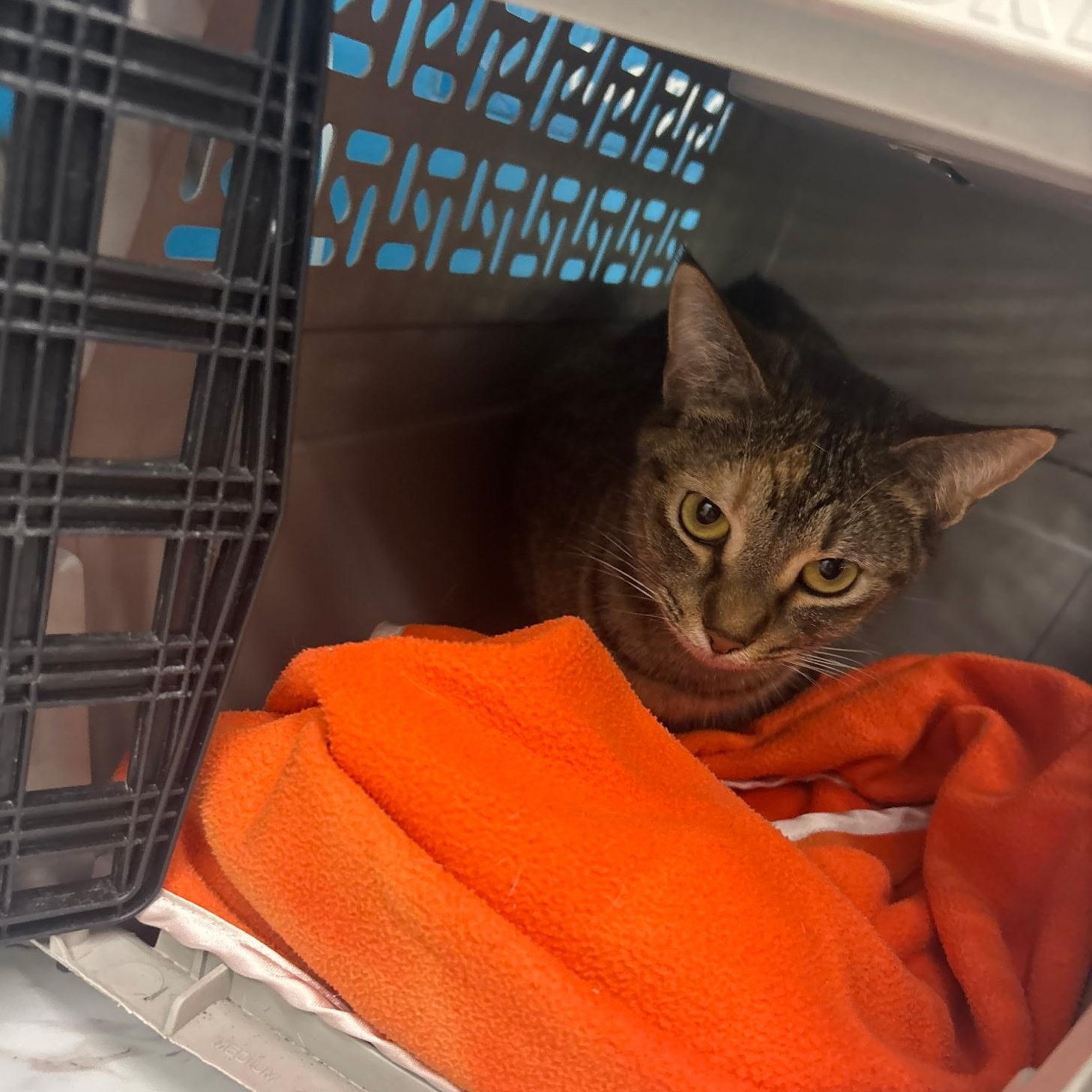 Bunnie — thumbnail 3