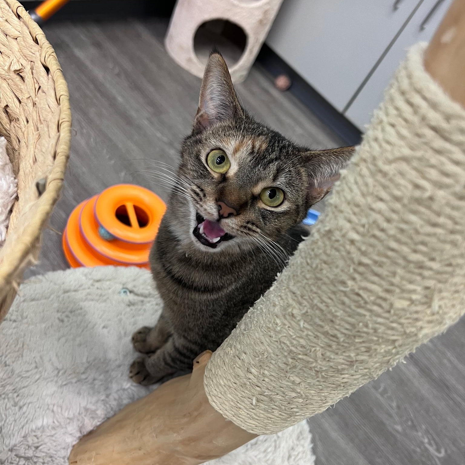 Bunnie, a ADOPTABLE Domestic Short Hair in Lewis Center, OH image 4/4