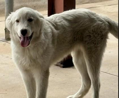 Tailgate, Adoptable, Young Male Great Pyrenees & Mixed Breed.