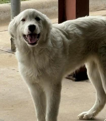 Enlarge Tailgate, a Adoptable mixed breed in Lampasas, TX image 3/3