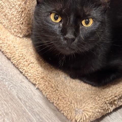 Endora, Adult Female Domestic Short Hair