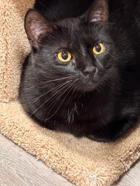 Endora