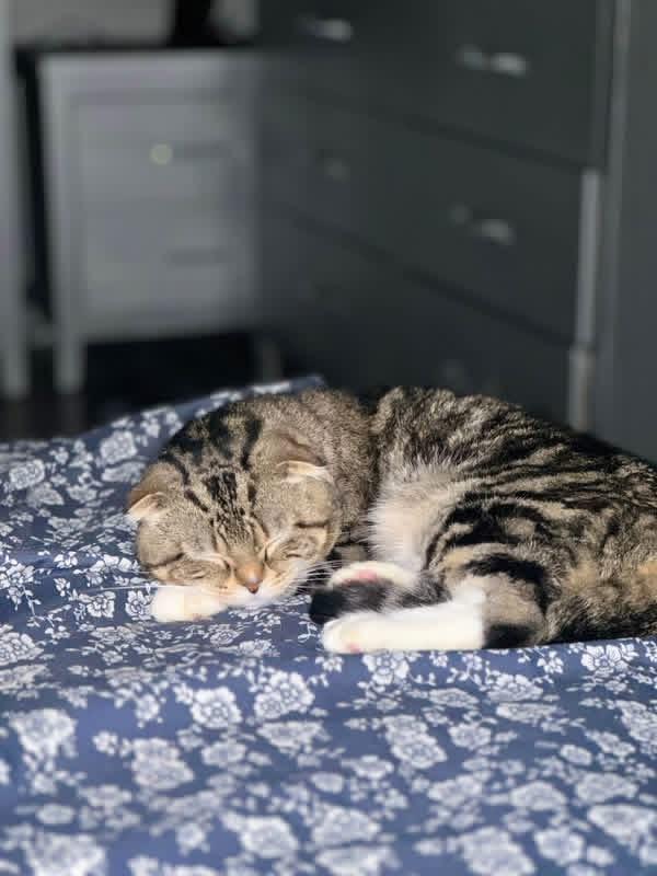 Enlarge Tom, a Adoptable Scottish Fold in Pompton Lakes, NJ image 2/2