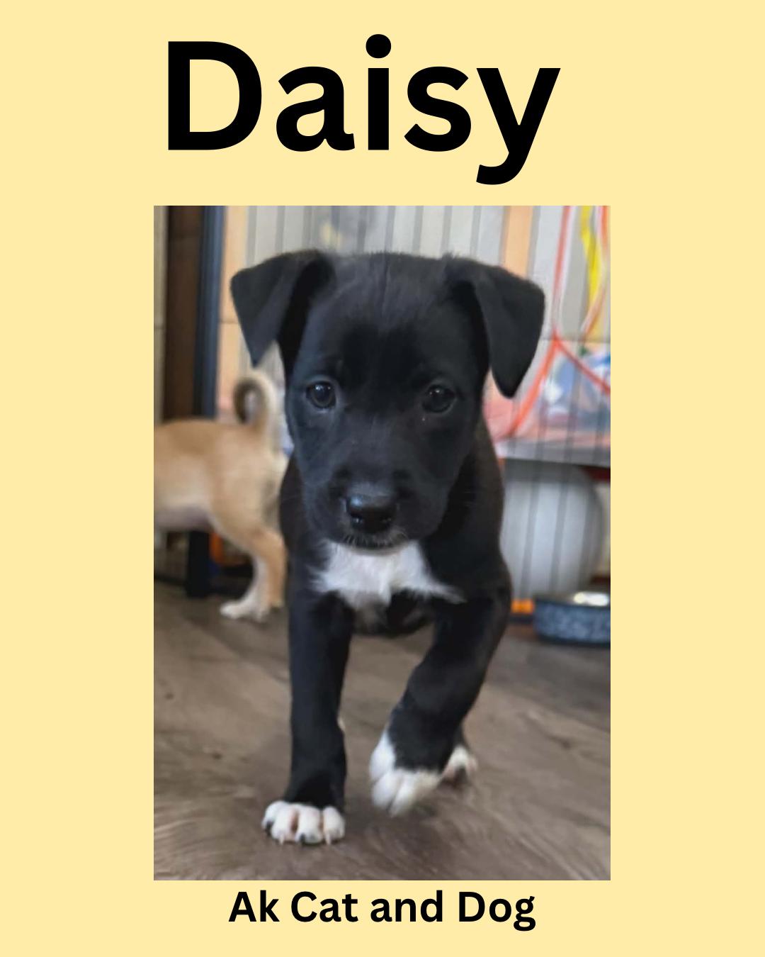 Daisy (Box pup 2), Adoptable, Puppy Female Husky.