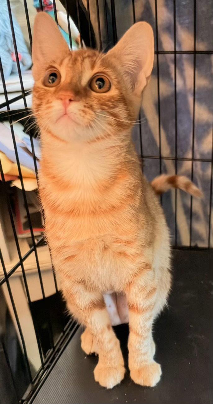 Enlarge Goldie ( AV), a Adoptable mixed breed in Vacaville, CA image 1/3