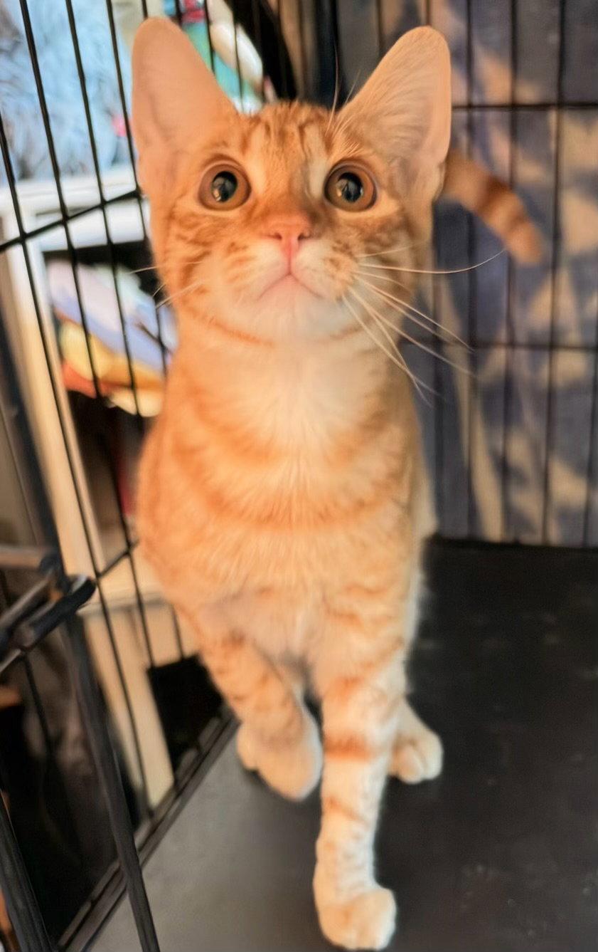 Enlarge Goldie ( AV), a Adoptable mixed breed in Vacaville, CA image 2/3