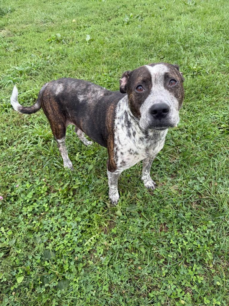 Enlarge Oreo, a Adoptable American Staffordshire Terrier in Pierceton, IN image 1/6