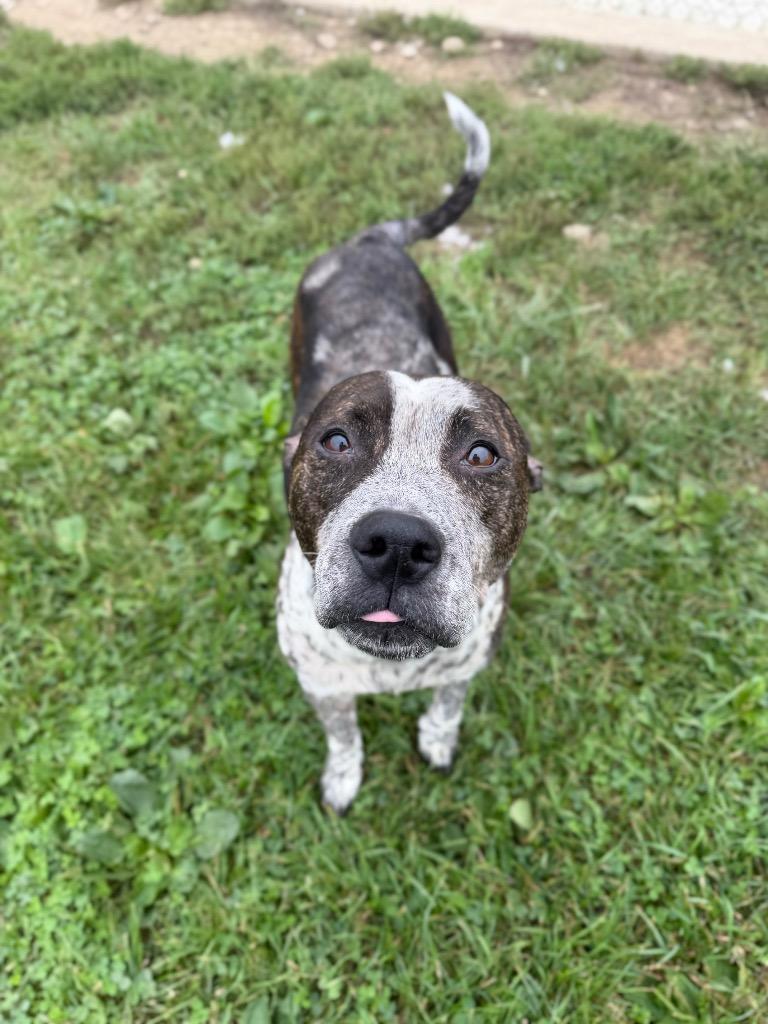 Enlarge Oreo, a Adoptable American Staffordshire Terrier in Pierceton, IN image 2/6