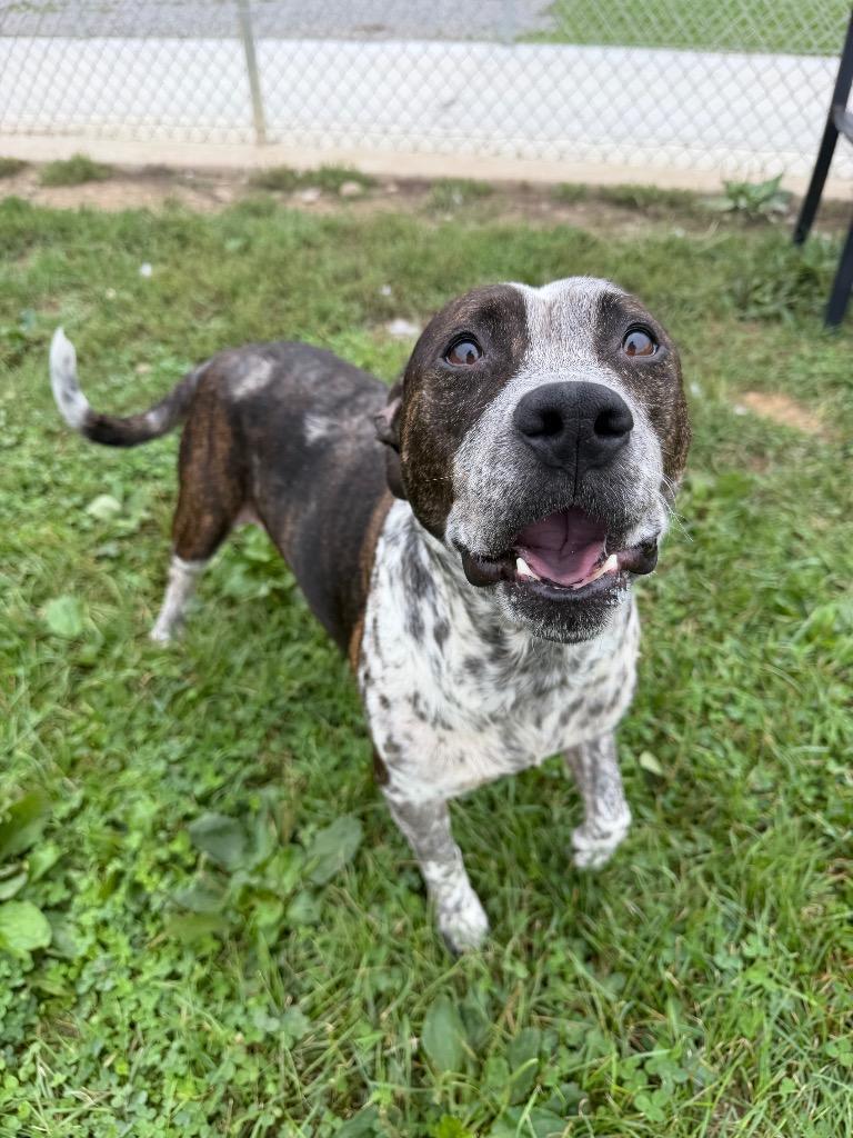 Enlarge Oreo, a Adoptable American Staffordshire Terrier in Pierceton, IN image 3/6