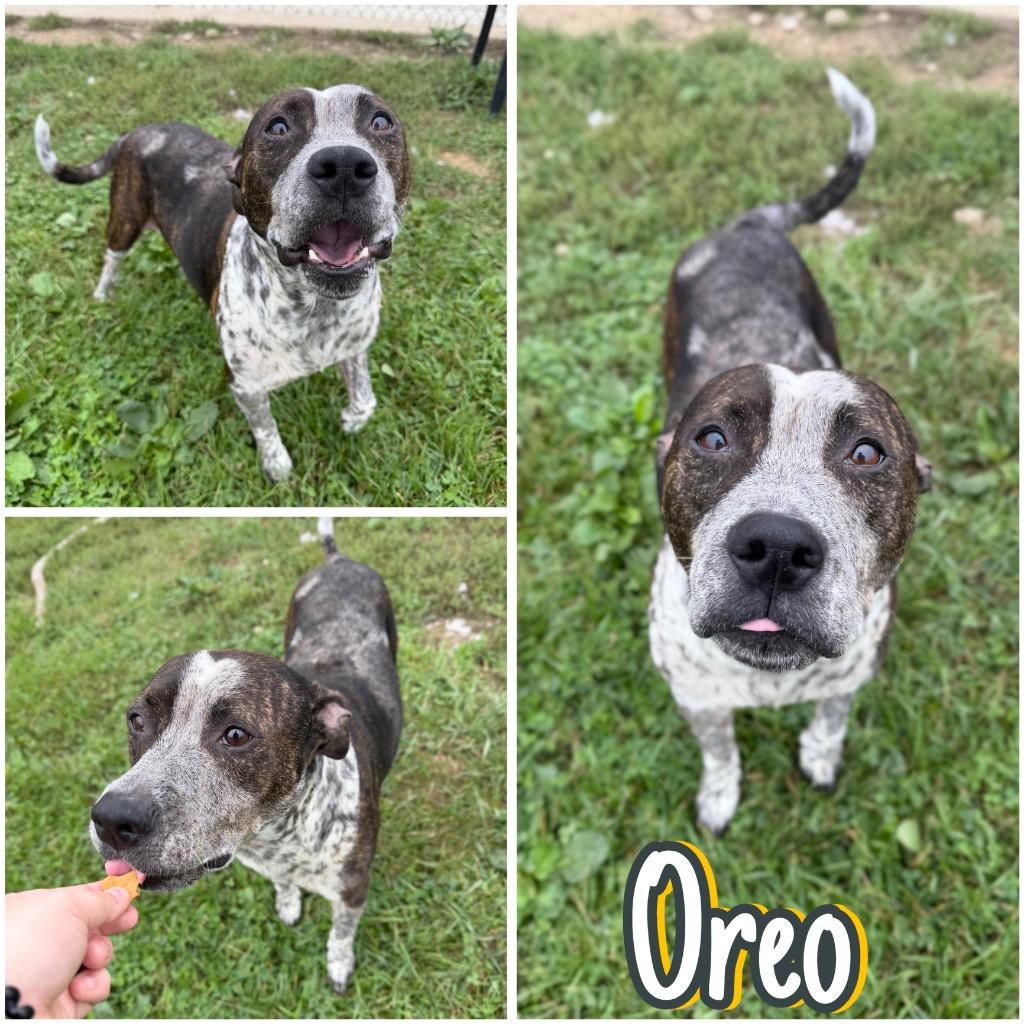 Enlarge Oreo, a Adoptable American Staffordshire Terrier in Pierceton, IN image 4/6