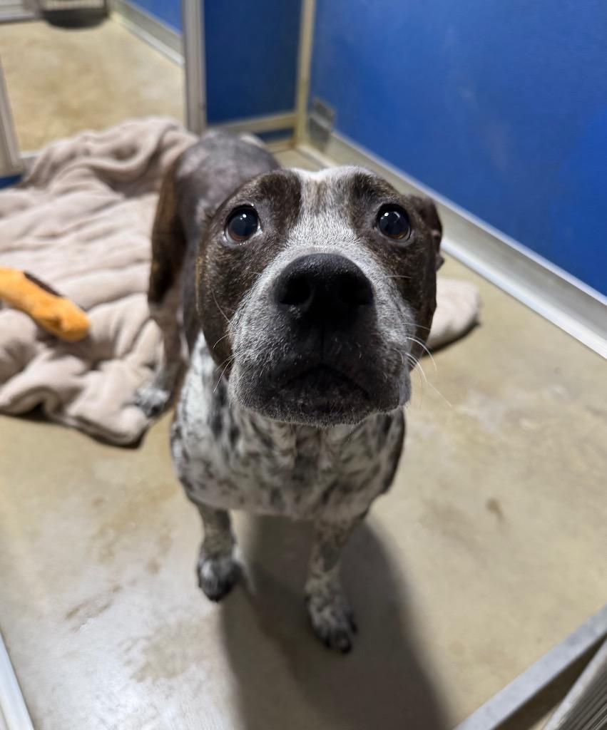 Enlarge Oreo, a Adoptable American Staffordshire Terrier in Pierceton, IN image 5/6