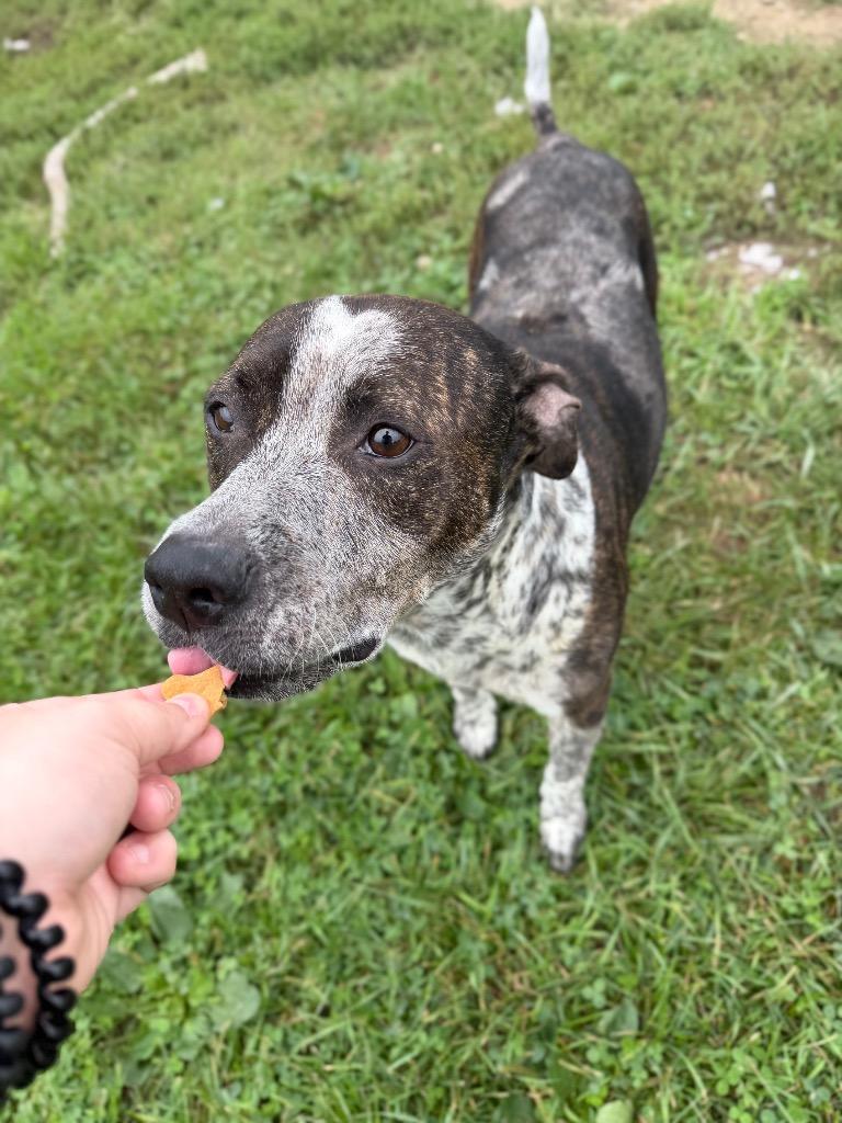 Enlarge Oreo, a Adoptable American Staffordshire Terrier in Pierceton, IN image 6/6