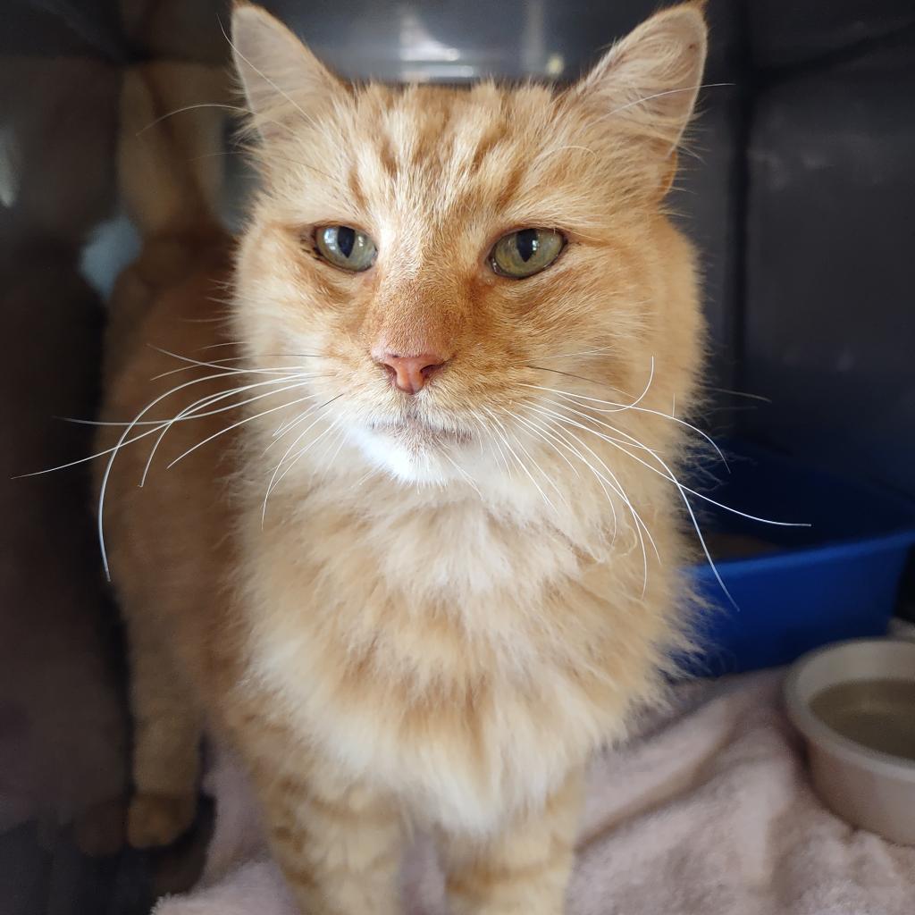 Tiger — thumbnail 2