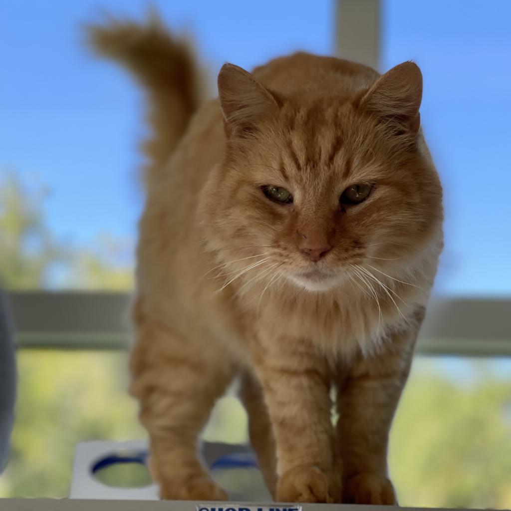 Tiger — thumbnail 3