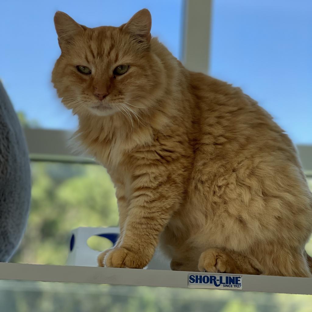 Tiger — thumbnail 4