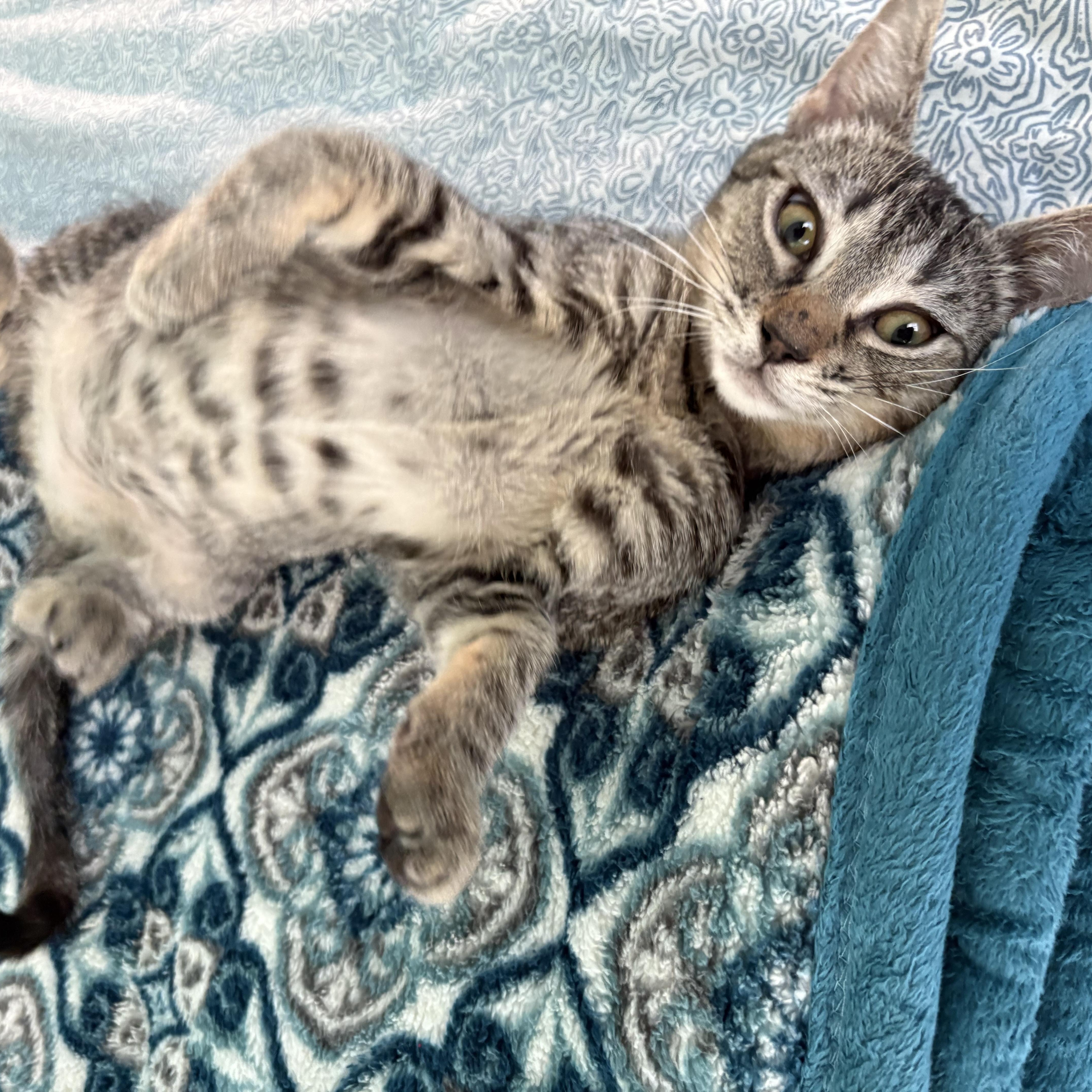 Zoe, Adoptable, Young Female Domestic Short Hair.