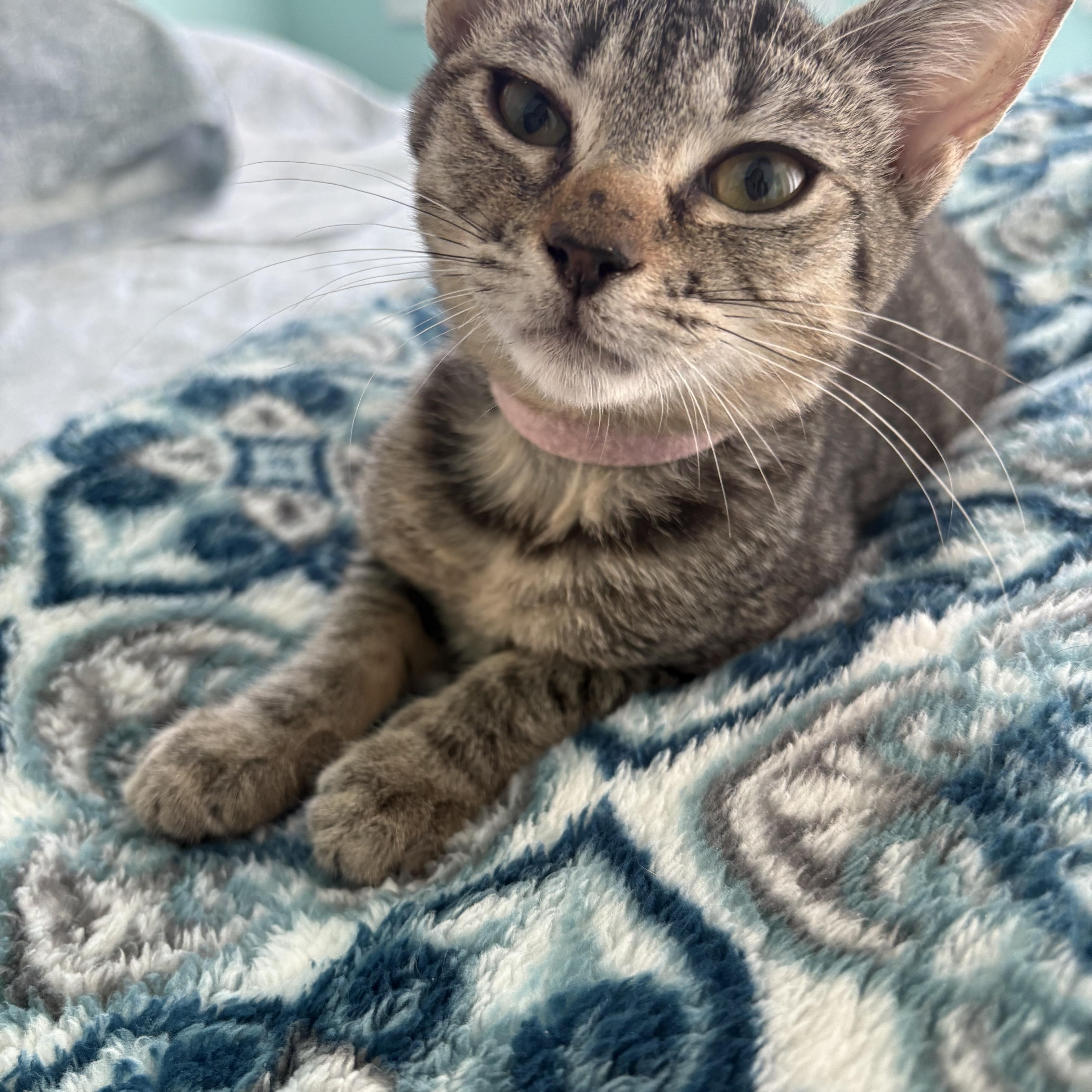 Enlarge Zoe, a Adoptable Domestic Short Hair in Sneads Ferry, NC image 3/4