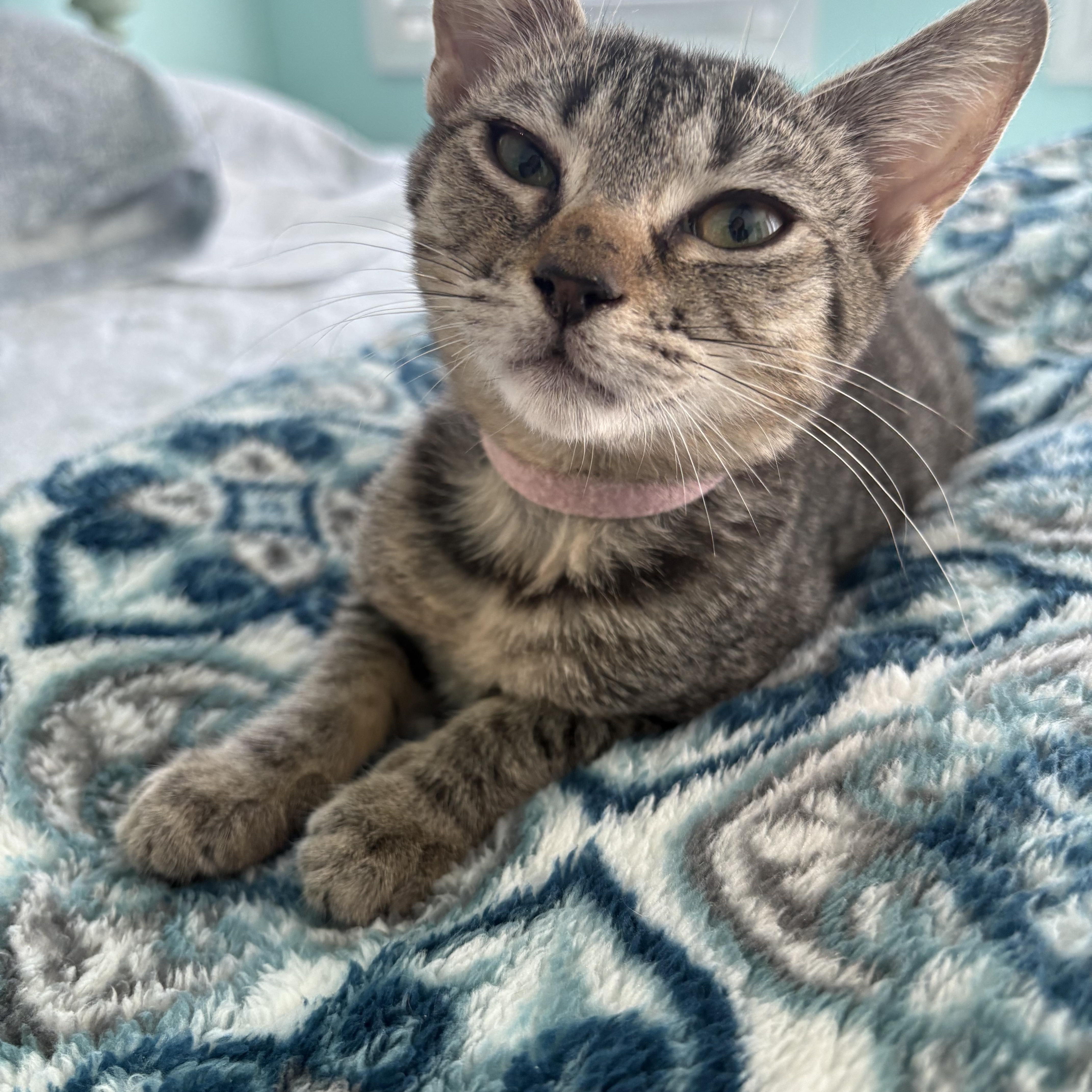 Enlarge Zoe, a Adoptable Domestic Short Hair in Sneads Ferry, NC image 4/4