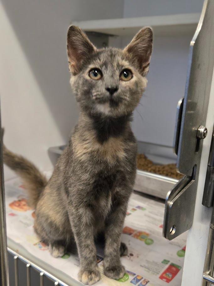 DoughLa, Adoptable, Kitten Female Domestic Short Hair.