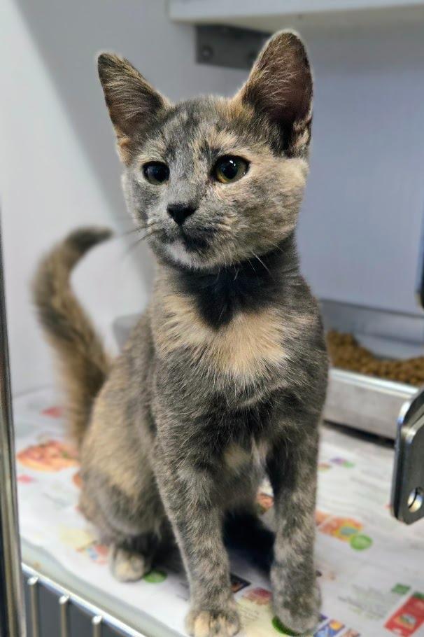 Enlarge DoughLa, a Adoptable Domestic Short Hair in Douglasville, GA image 2/2