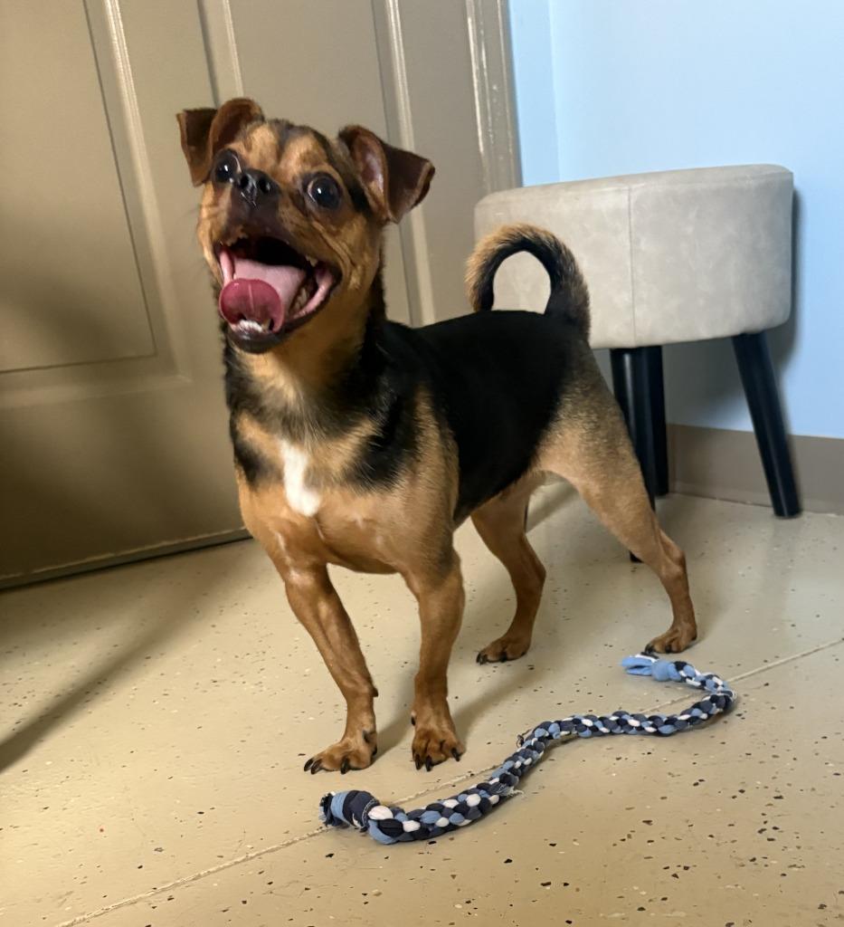 Suko, Adopted, Young Male Chihuahua & Pug.