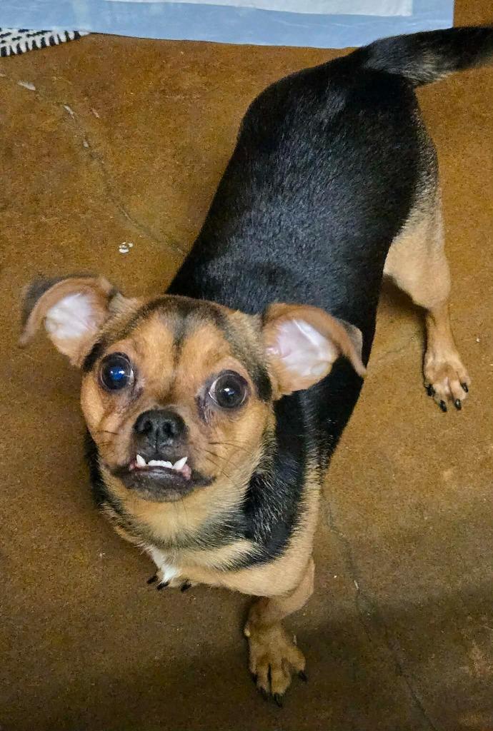 Suko, a Adopted mixed breed in Blountville, TN image 2/6