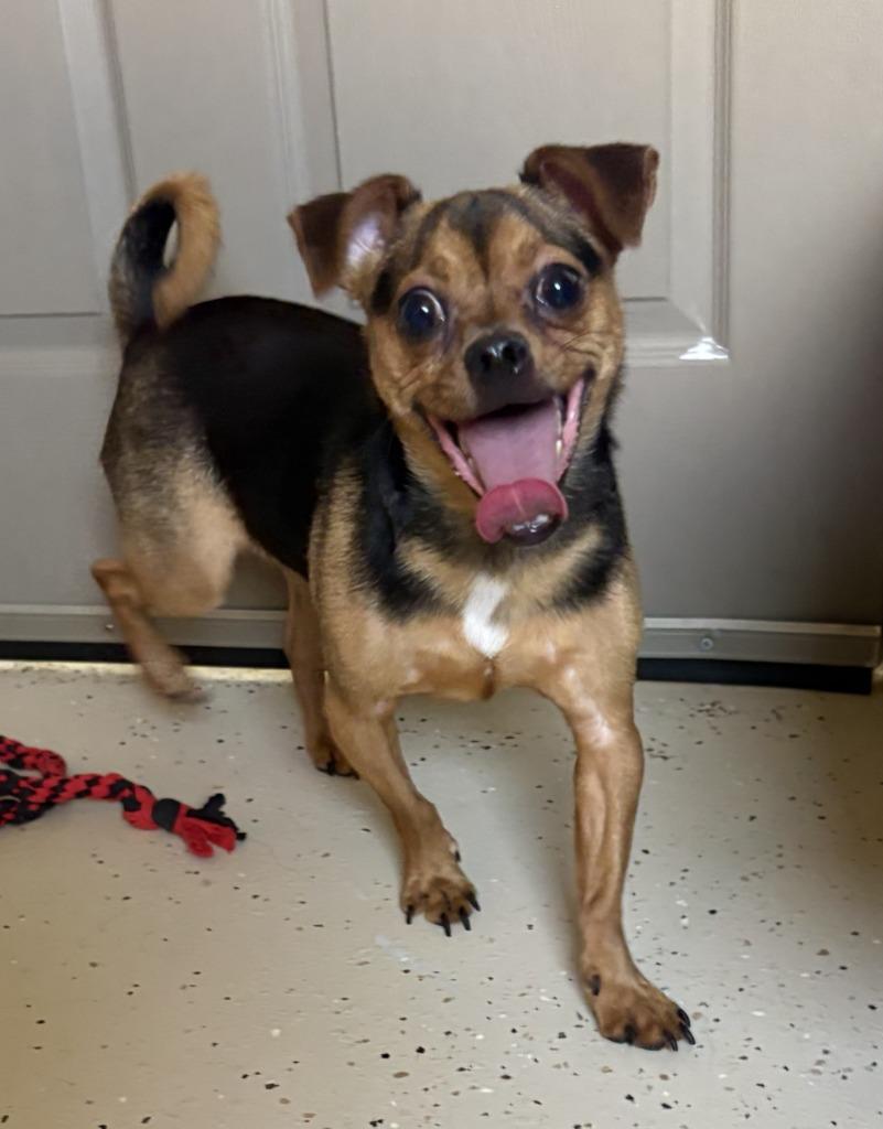 Suko, a Adopted mixed breed in Blountville, TN image 3/6