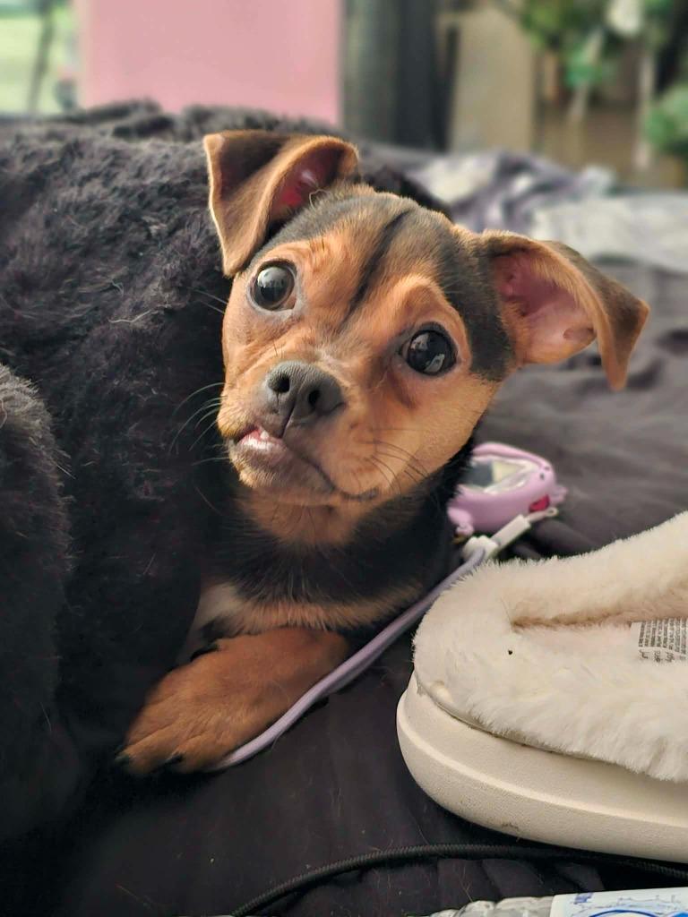Suko, a Adopted mixed breed in Blountville, TN image 4/6