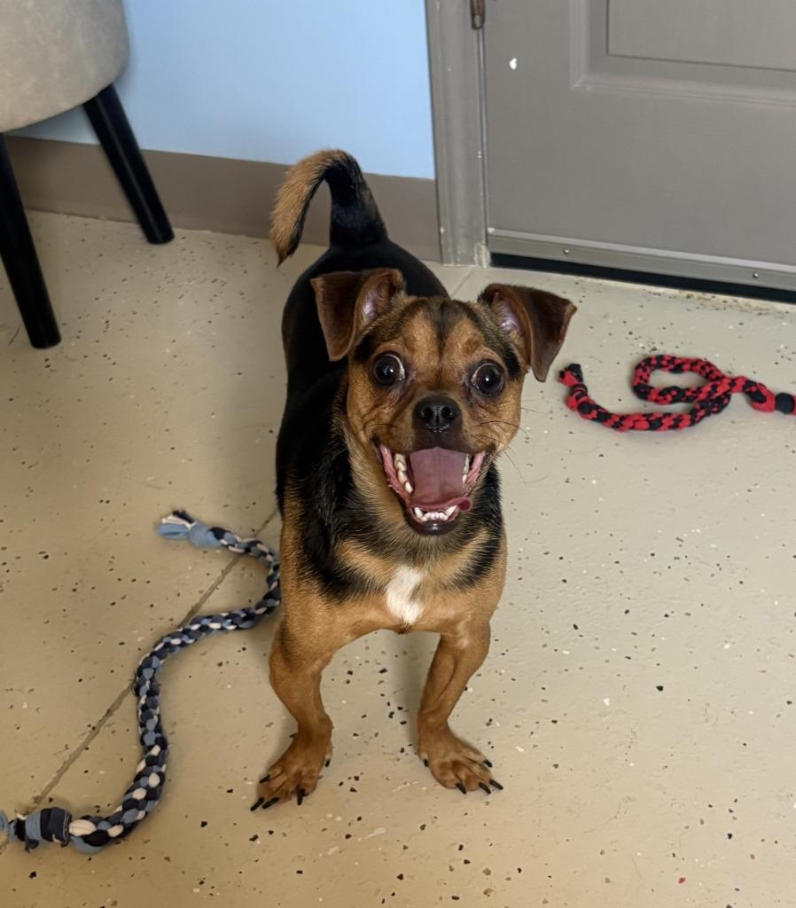 Suko, a Adopted mixed breed in Blountville, TN image 5/6