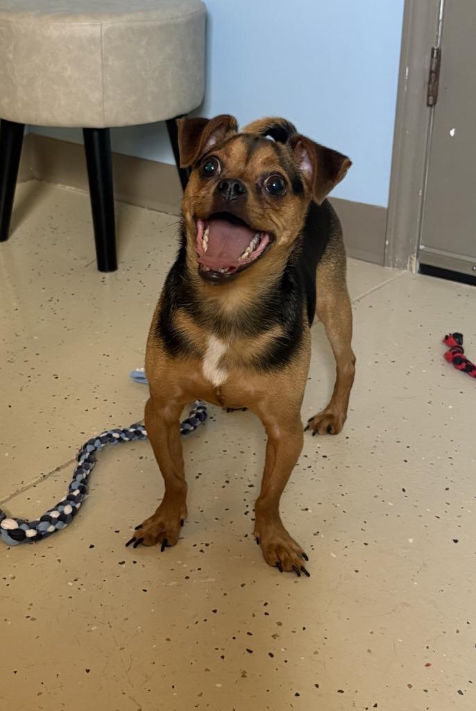 Suko, a Adopted mixed breed in Blountville, TN image 6/6