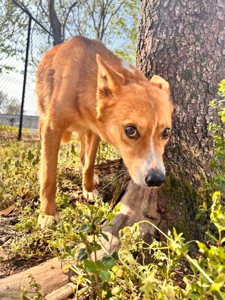 Enlarge CERSEI, a Adoptable Shepherd in Athens, AL image 1/6