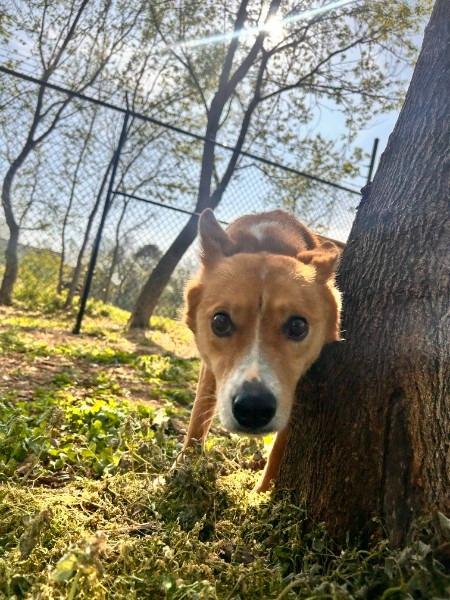 Enlarge CERSEI, a Adoptable Shepherd in Athens, AL image 2/6