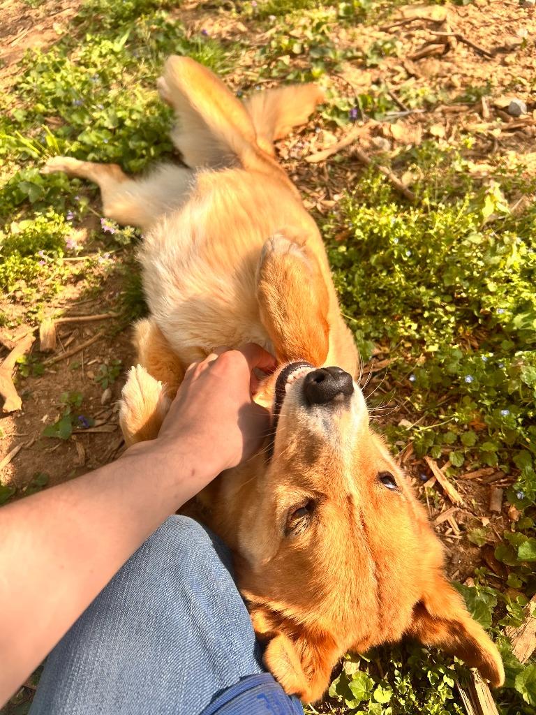 Enlarge CERSEI, a Adoptable Shepherd in Athens, AL image 3/6
