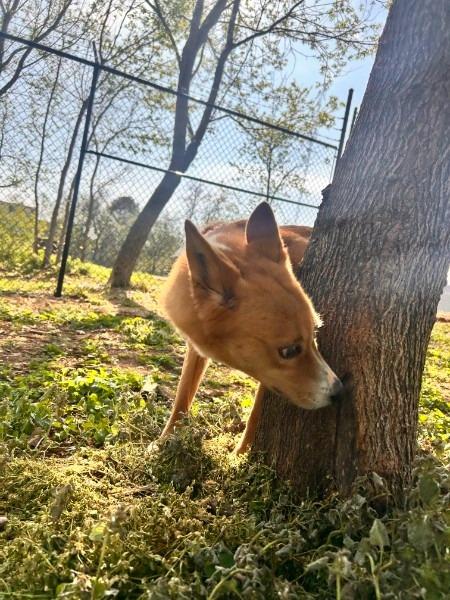 Enlarge CERSEI, a Adoptable Shepherd in Athens, AL image 4/6