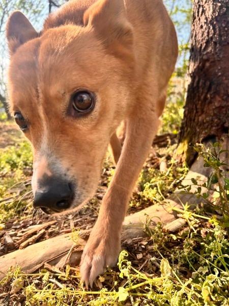 Enlarge CERSEI, a Adoptable Shepherd in Athens, AL image 5/6