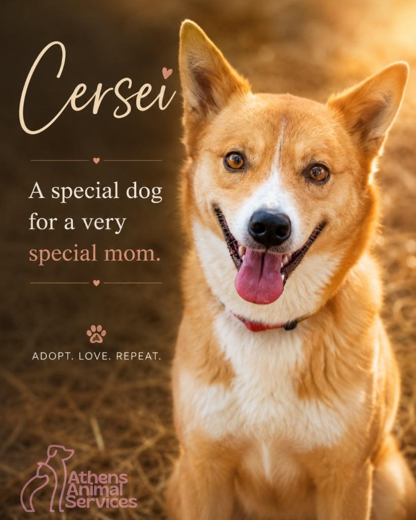 Enlarge CERSEI, a Adoptable Shepherd in Athens, AL image 5/6