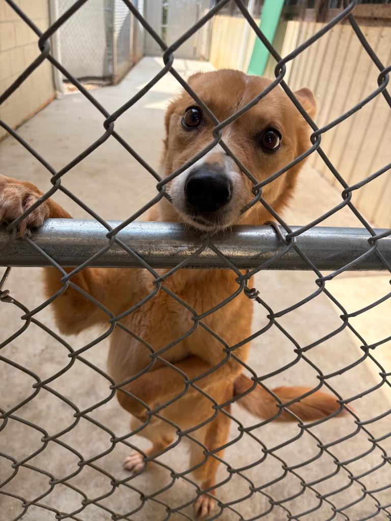 Enlarge CERSEI, a Adoptable Shepherd in Athens, AL image 6/6