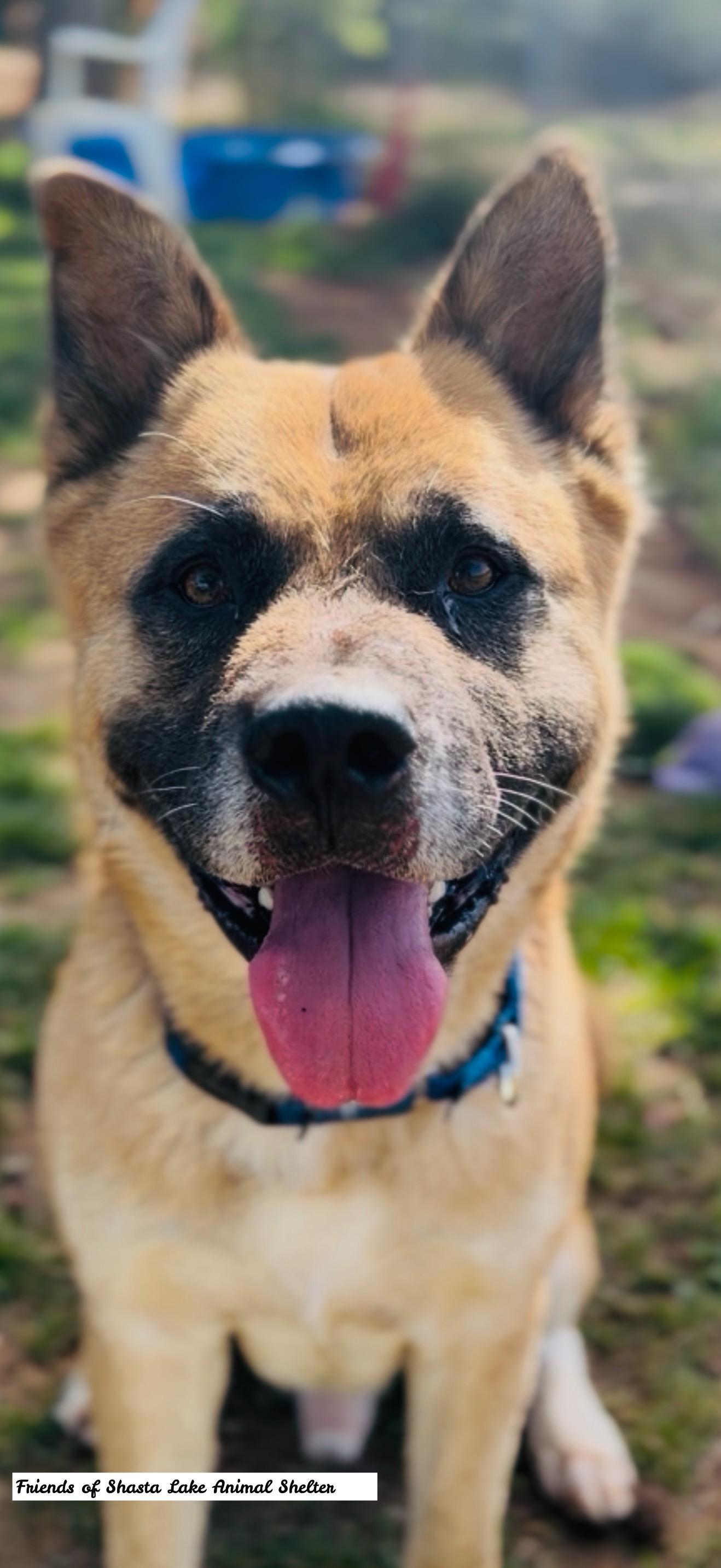 Enlarge Ziggy, a ADOPTABLE mixed breed in Shasta Lake, CA image 2/3