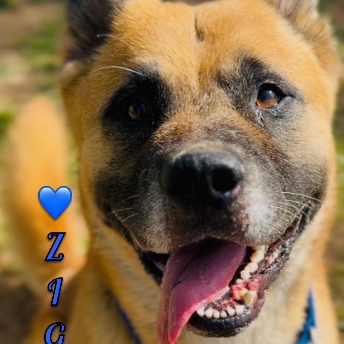Ziggy, ADOPTABLE, Senior Male Akita.