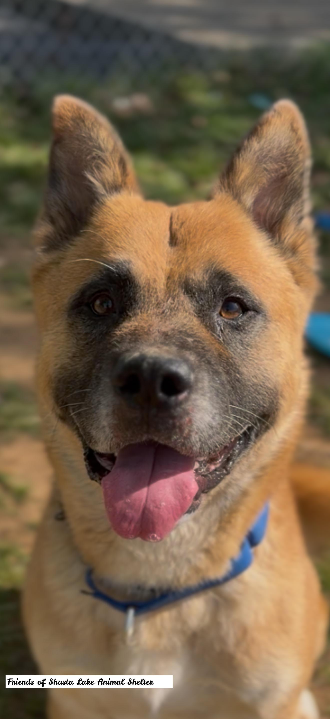 Enlarge Ziggy, a ADOPTABLE mixed breed in Shasta Lake, CA image 3/3
