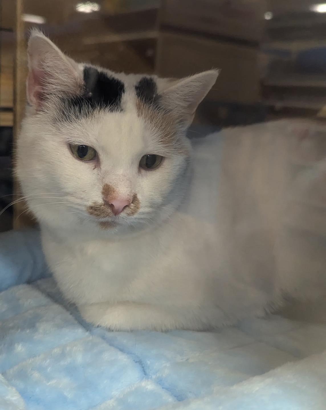 Enlarge Molly, a ADOPTABLE Calico in Noblesville, IN image 4/4