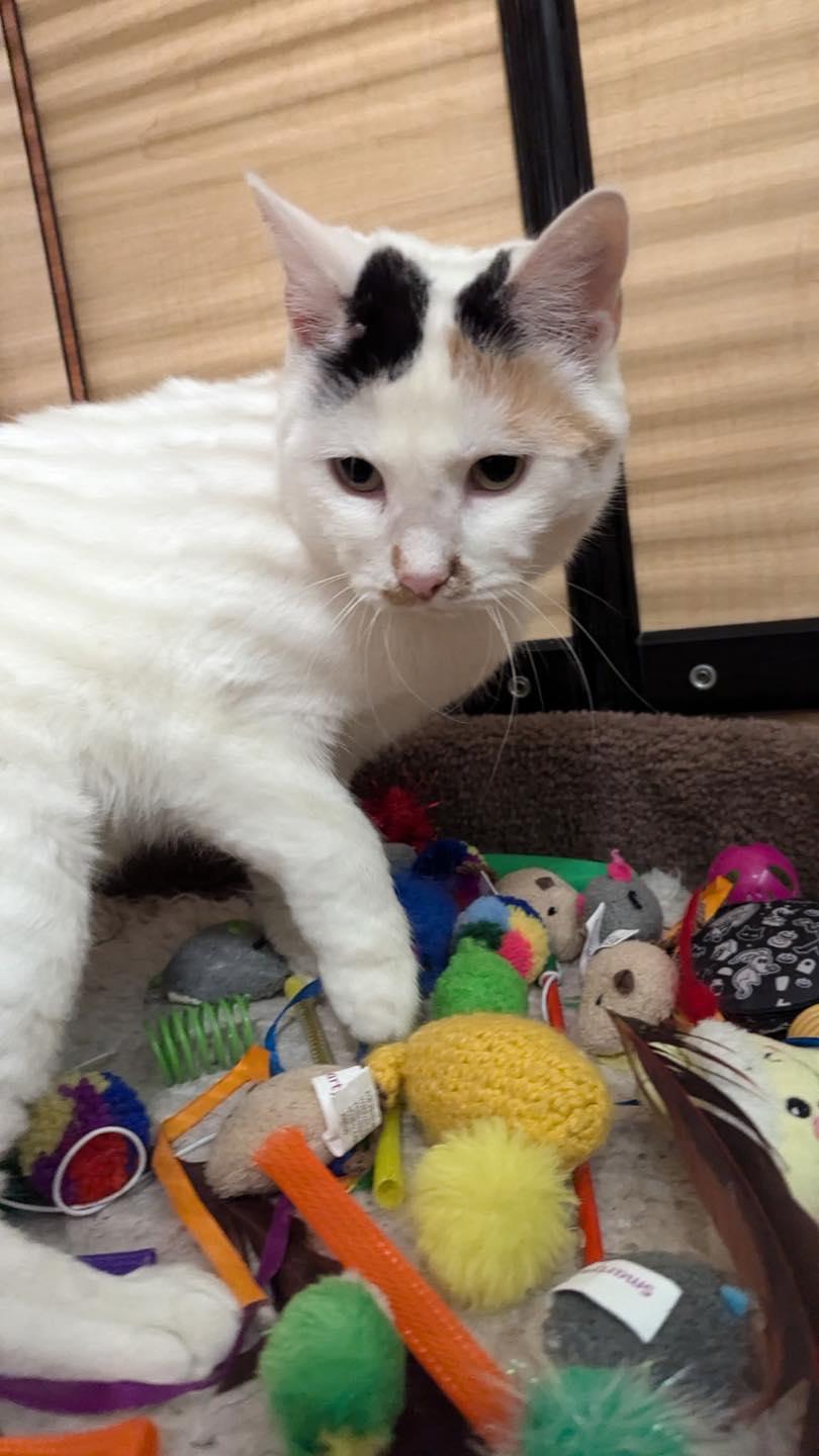 Molly, adopted, Young Female Calico.