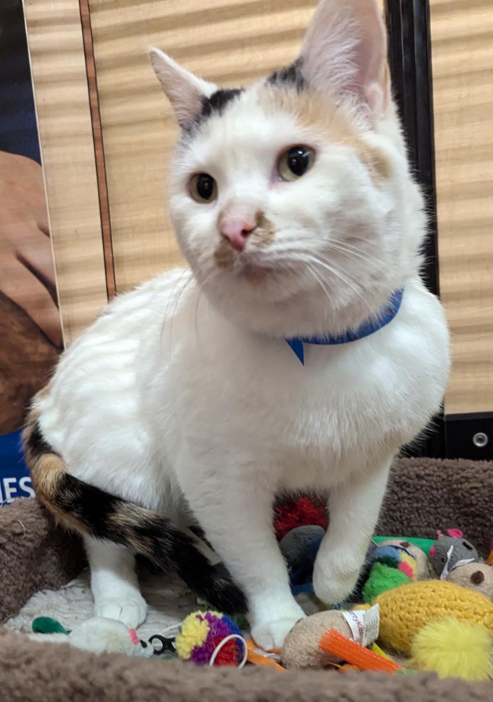 Enlarge Molly, a ADOPTABLE Calico in Noblesville, IN image 3/4