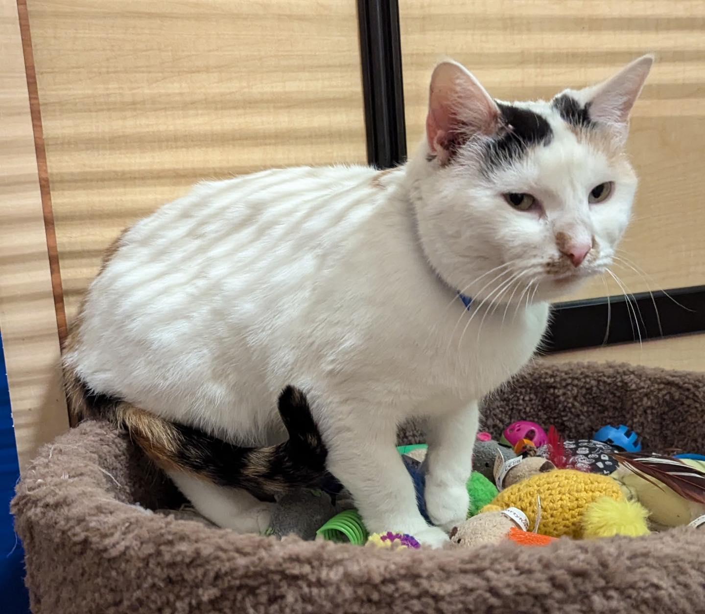 Enlarge Molly, a ADOPTABLE Calico in Noblesville, IN image 2/4