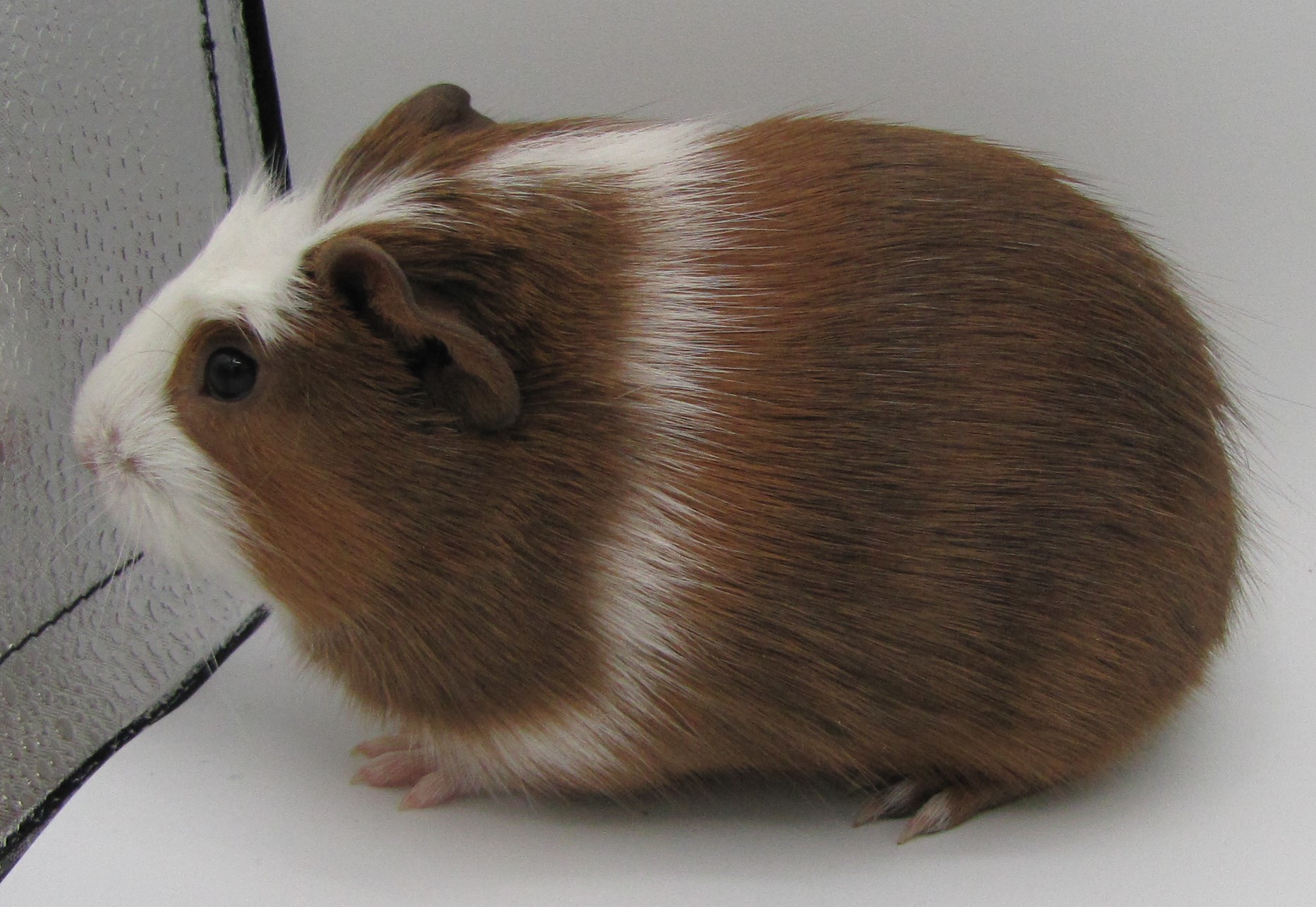 Juliette, Adopted, Baby Female Guinea Pig.